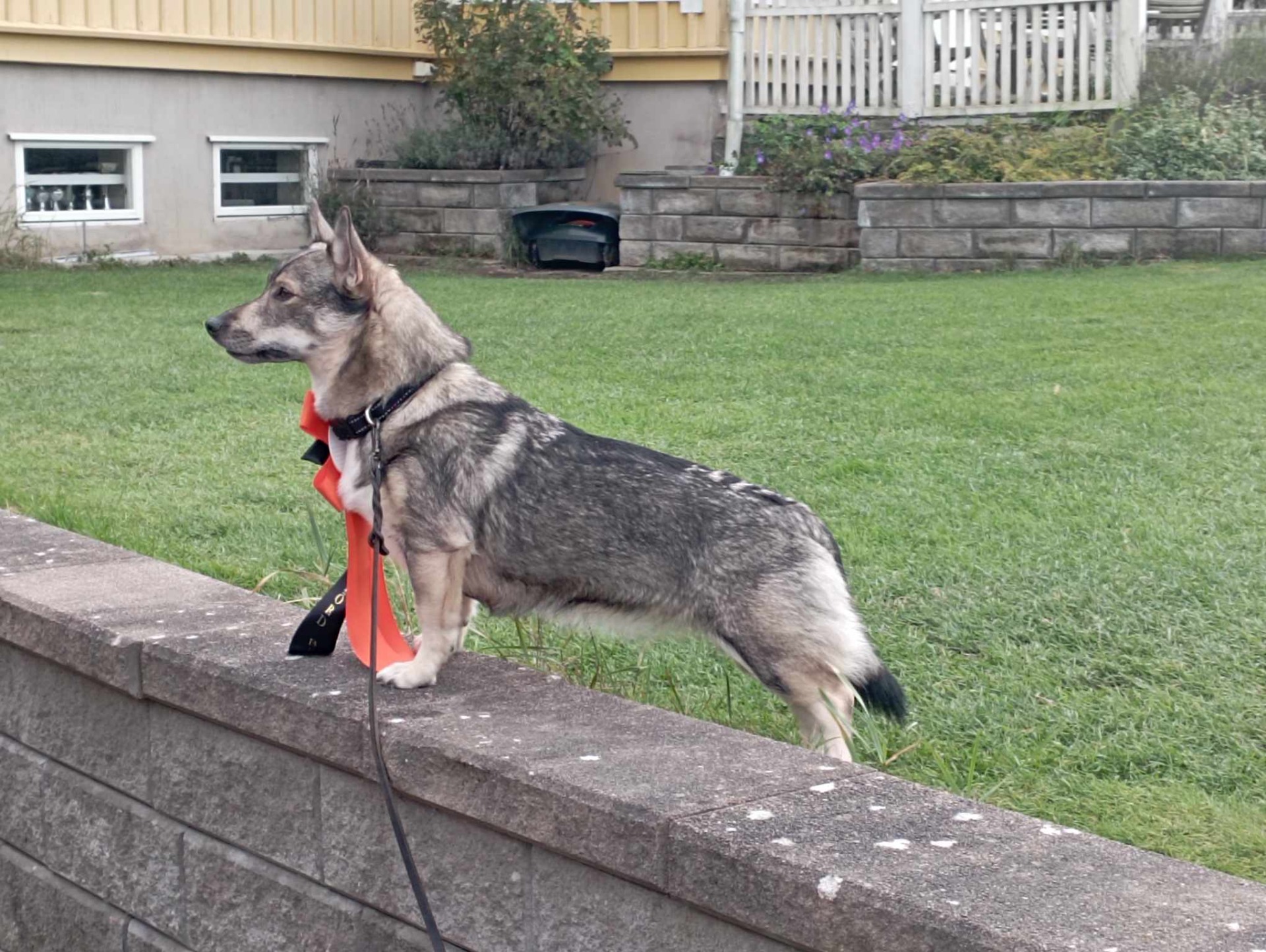 Tasstampets Lystra BPH Vallda april 2024